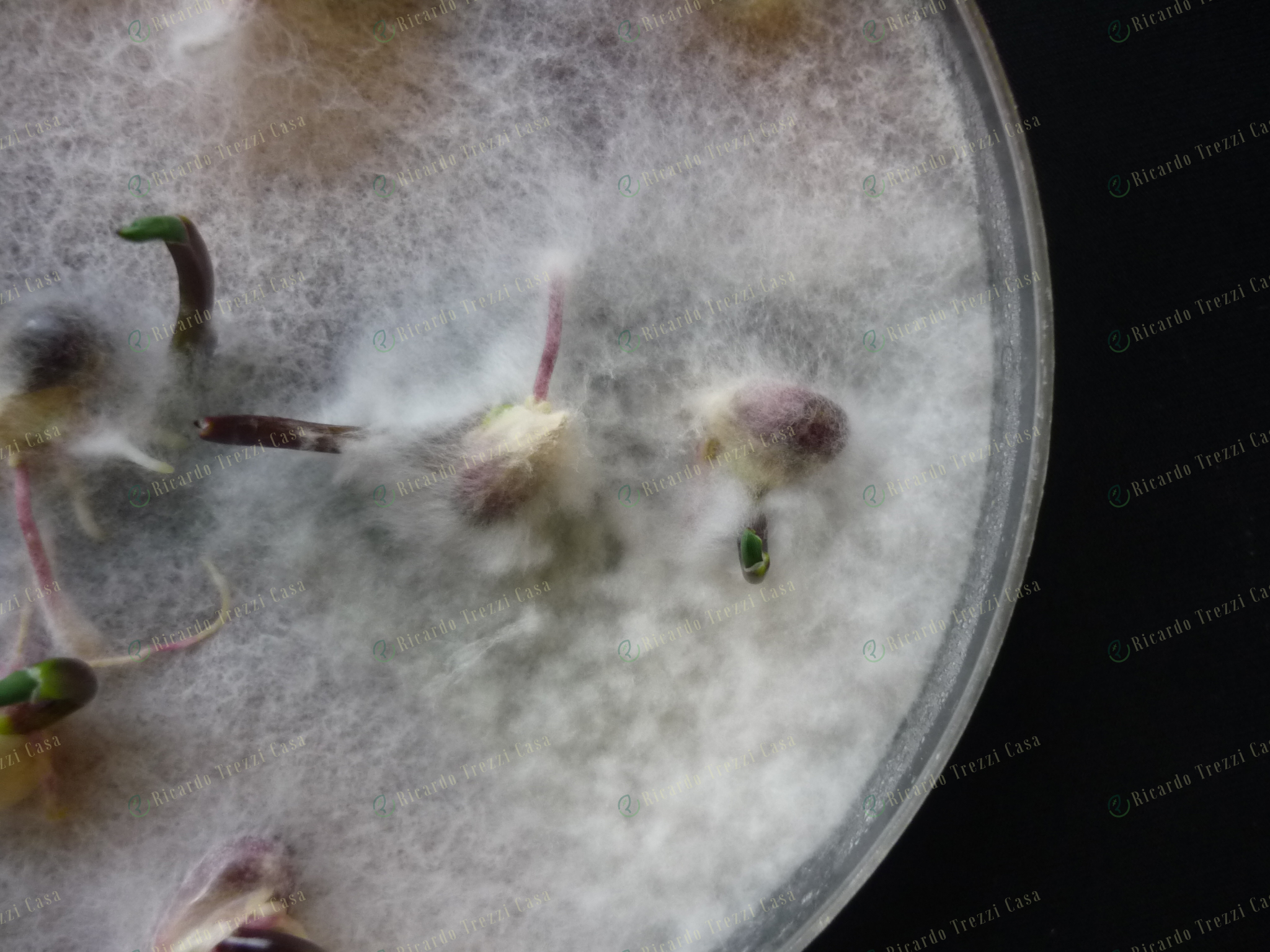 Nigrospora oryzae